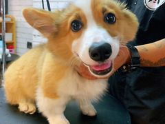 -Goku PET SHOP宠物视觉生活馆(双井店)
