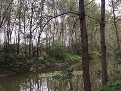 -合肥滨湖国家森林公园