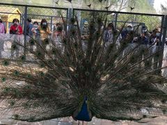 -长白岛森林公园