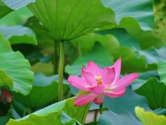 -荷塘月色湿地公园·向阳花洲