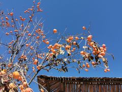 -遵化市禅林寺古银杏风景园