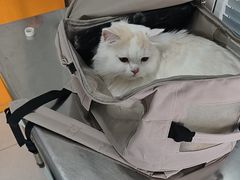 -瑞派福兴宠物医院犬猫全科·骨科·中西医结合(河东店)