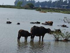 -北海金海湾红树林生态旅游区