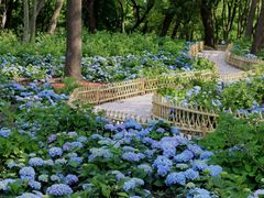 -上海共青森林公园