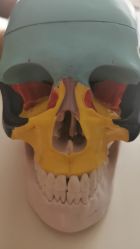 -FACE·日本小颜矫正美容整骨サロン