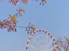 -顾村公园