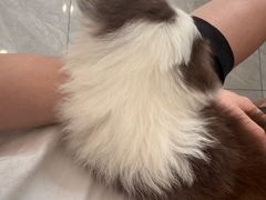 -瑞鹏宠物医院·骨科·猫科·内科(第一中心)