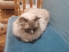 -滚猫咖啡·猫咖·猫友好撸猫(未来城店)