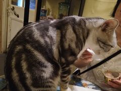 大堂-猫色咖啡·猫咖