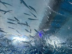 -海合安武汉极地海洋公园