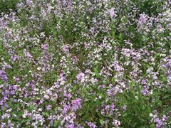 iphone_upload_pic-北京东方普罗旺斯薰衣草庄园