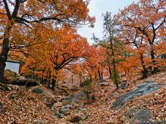 -泰山风景名胜区-普照寺