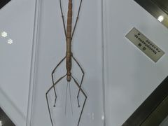 -上海昆虫博物馆