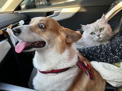 -瑞派·关忠动物医院·异宠专科·犬猫肿瘤·皮肤专科(望京店)