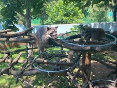 -西霞口神雕山野生动物世界