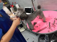-宠福鑫康馨动物医院·骨科·眼科