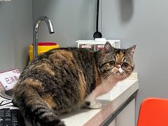 -伟伟宠物医院·瑞派猫友好医院·猫科(光谷店)