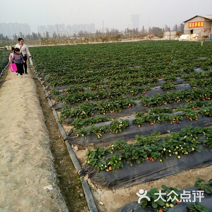 福美草莓园图片-北京采摘/农家乐-大众点评网