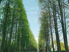 -东平国家森林公园