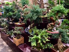 -秦美花卉(天朗·莱茵小城2期店)