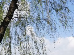 -丁香湖公园