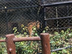 -海南热带野生动植物园
