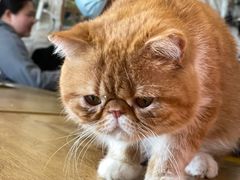 -平行世界·猫咖(首经贸店)