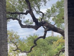 -江心屿景区