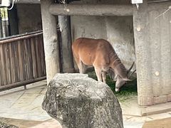 -成都动物园