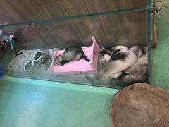 -藦茜花园宠物主题亲子互动体验馆(国顺东路店)
