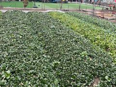 -小鱼草莓采摘园农家乐·小鱼餐厅