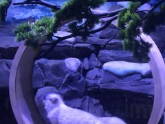 -上海海昌海洋公园