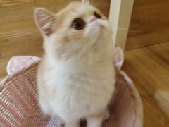 -滚猫咖啡·猫咖·猫友好撸猫(未来城店)