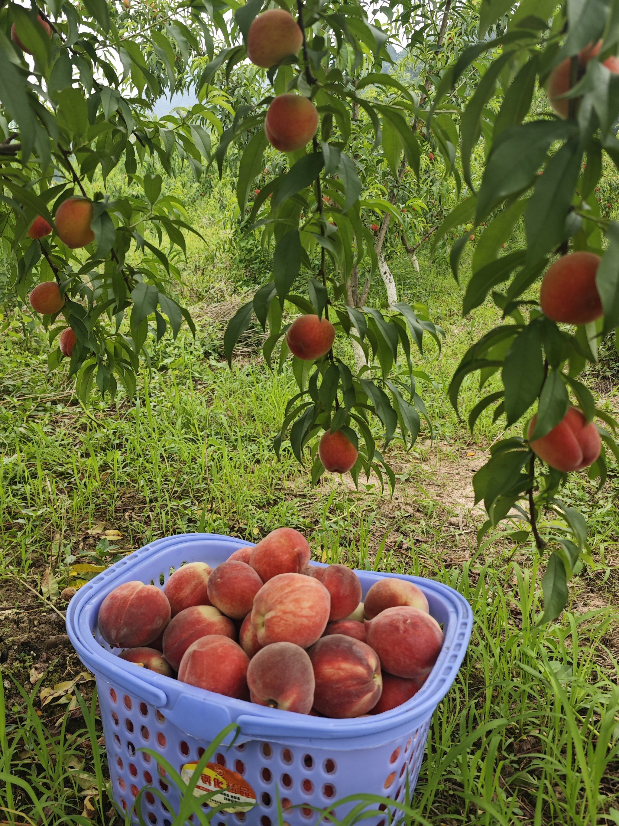 今日桃子甜蜜蜜