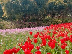 -上海鲜花港