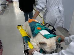 -中国农业大学动物医院