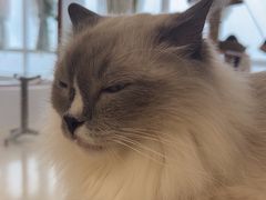 -共舞时光猫咖·狗咖(新街口店)