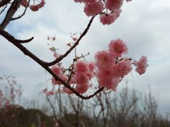 -天适樱花悠乐园