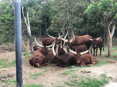 -清迈夜间动物园