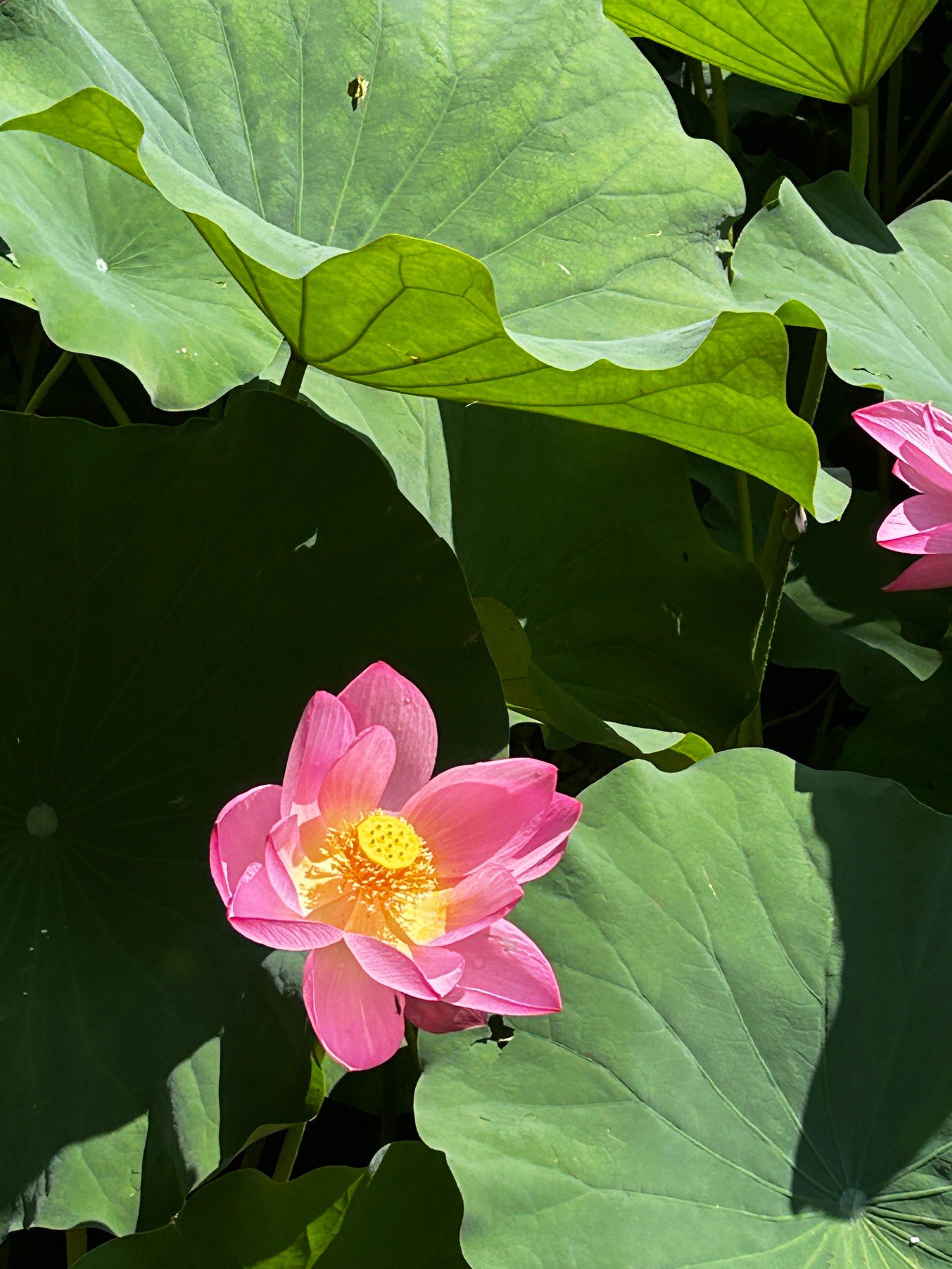 浓墨淡彩写真情——李印启荷花国画著作展展开啦