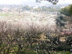 -香雪海
