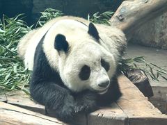 -石家庄市动物园