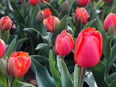 -原山国家森林公园