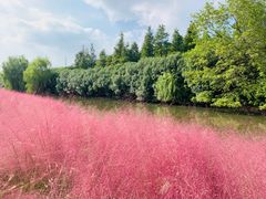 -昆山城市生态森林公园