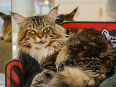 -COLOR PETS 撸猫馆·购猫·猫咖(长风大悦城店)