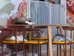 -Let's go狗咖·猫咖·奶狗·桌游(春熙路IFS店)
