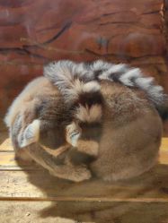 -Zoolung Zoolung动物主题公园(海信广场店)