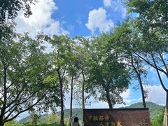 -银湖山郊野公园-相思林