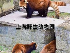 -上海野生动物园