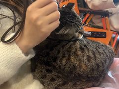 -平行世界·猫咖(首经贸店)